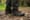 KEEN Targhee III Waterproof Mid